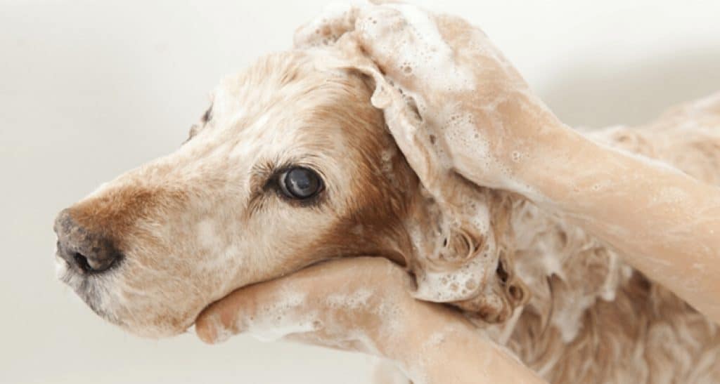 Shampoo dog Shampoo dog