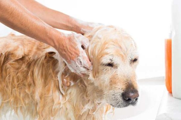 Best Dog Shampoo for Smell
