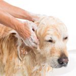 Dog Shampoo