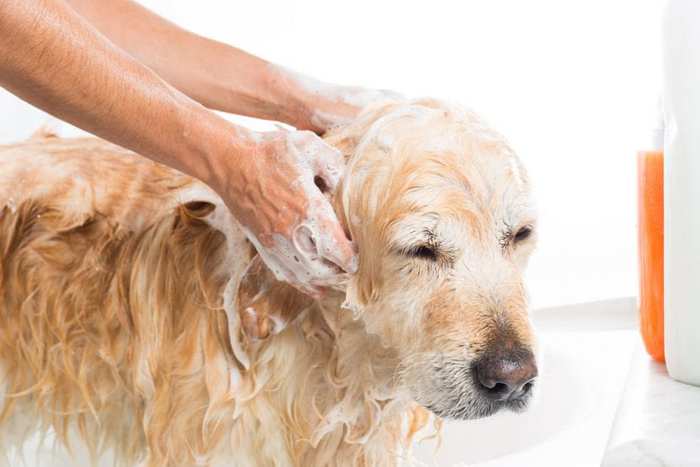 Dog Shampoo