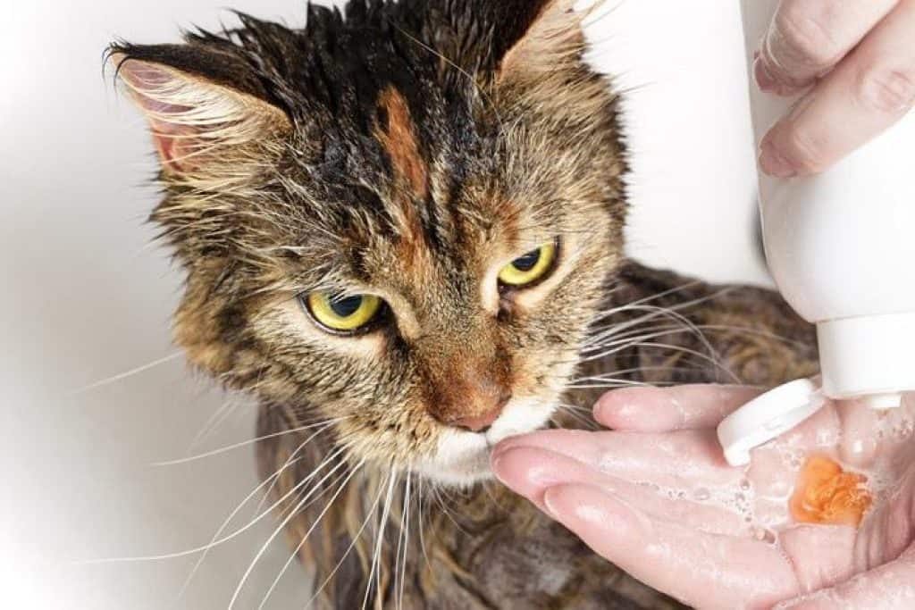 cats Shampoo for cats