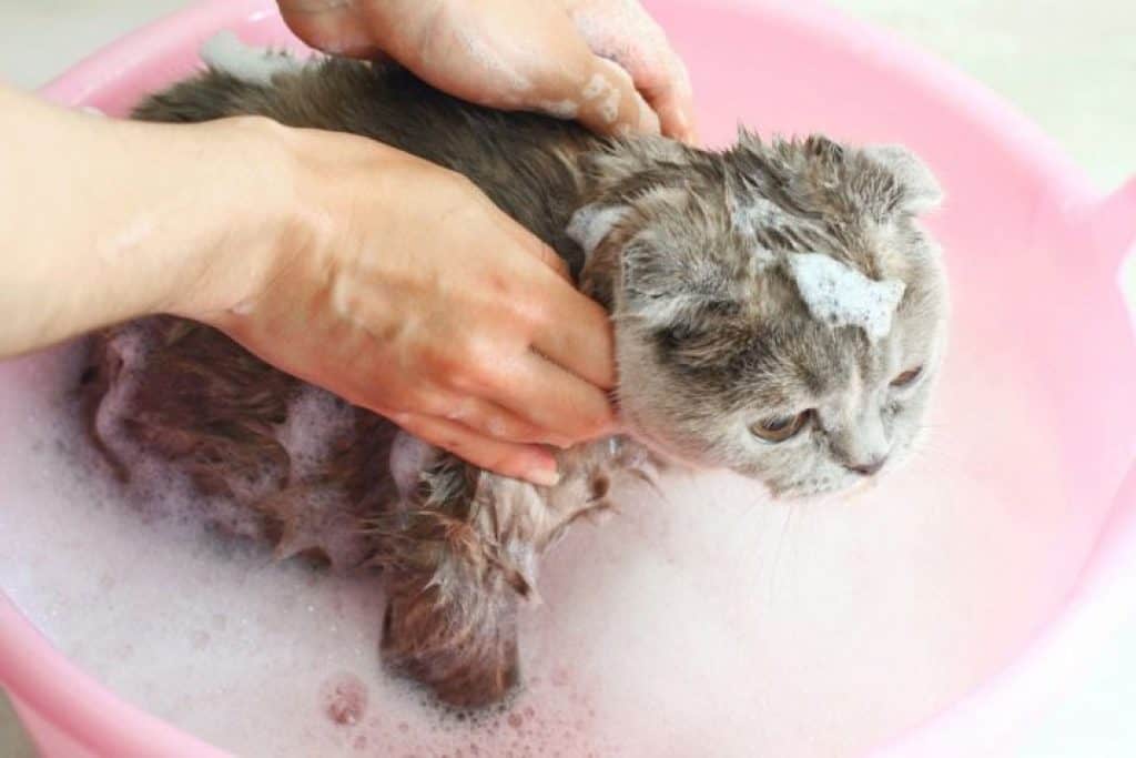 catsShower cats Shower