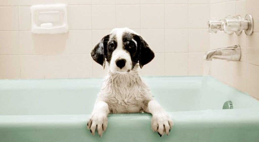 dogsShower dogs Shower