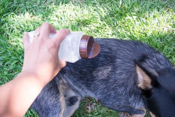 Dog shampoo for skin allergies