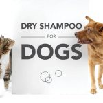 Dog Dry Shampoo