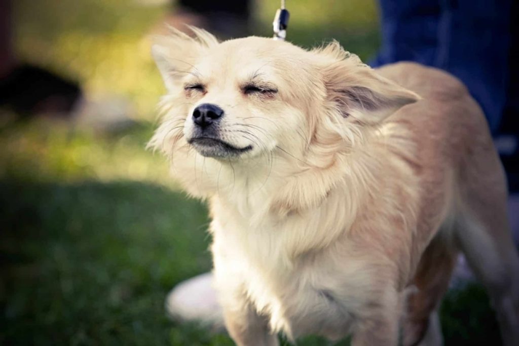 drying Dog spray
