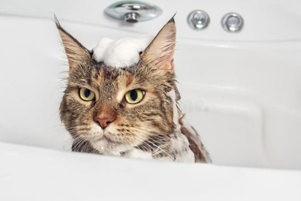 Can You Use Dog Shampoo on Cats?