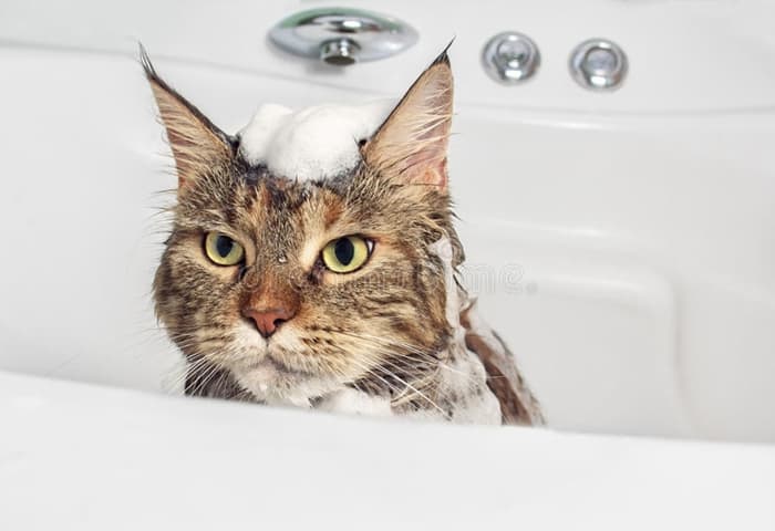 shampoo Cats